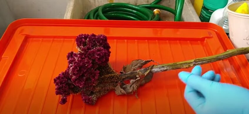 Celosia cristata: Guía completa para extraer semillas de Flor de Terciopelo (Mano de León) 🌺